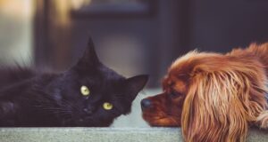 Choosing the Best SaaS Tools: A Comparison of Top AI Software Reviews