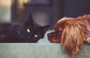 Choosing the Best SaaS Tools: A Comparison of Top AI Software Reviews